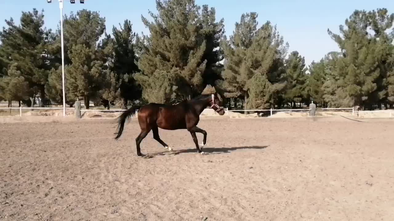 فروش اسب ایرانی|اسب و تجهیزات اسبسواری|مشهد, کوثر|دیوار