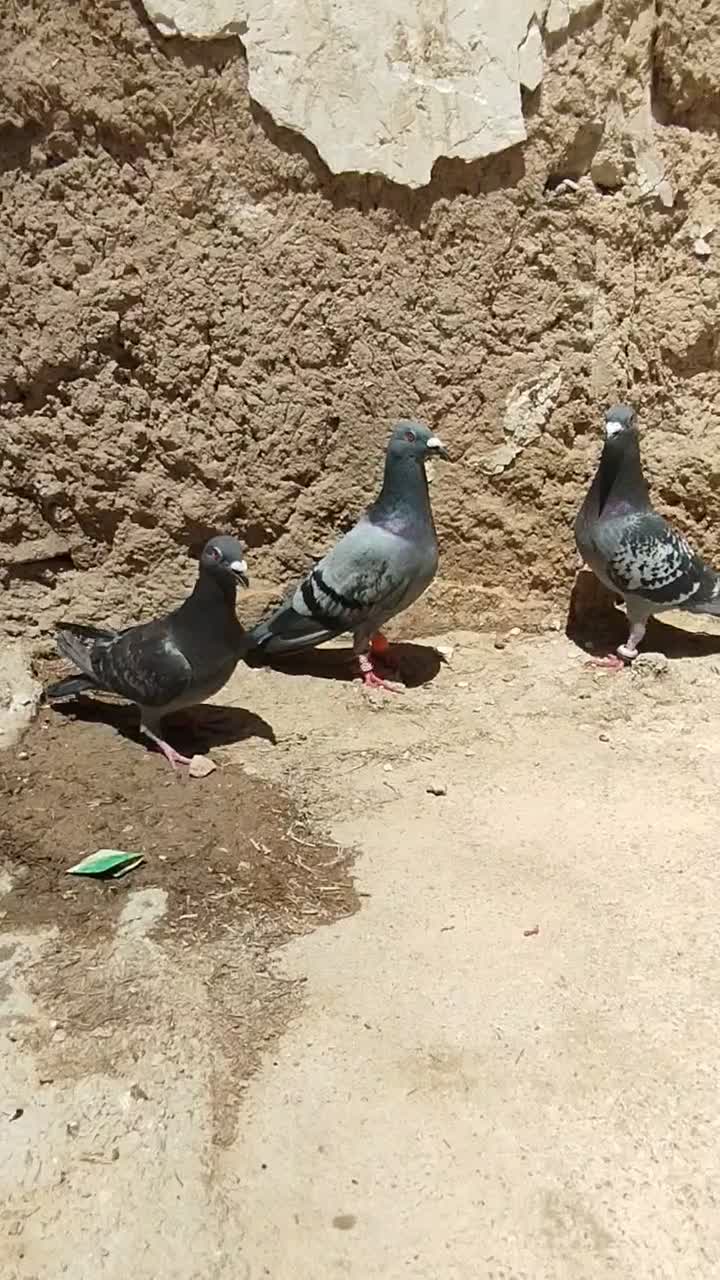 کبوتر|پرنده|درودزن, |دیوار