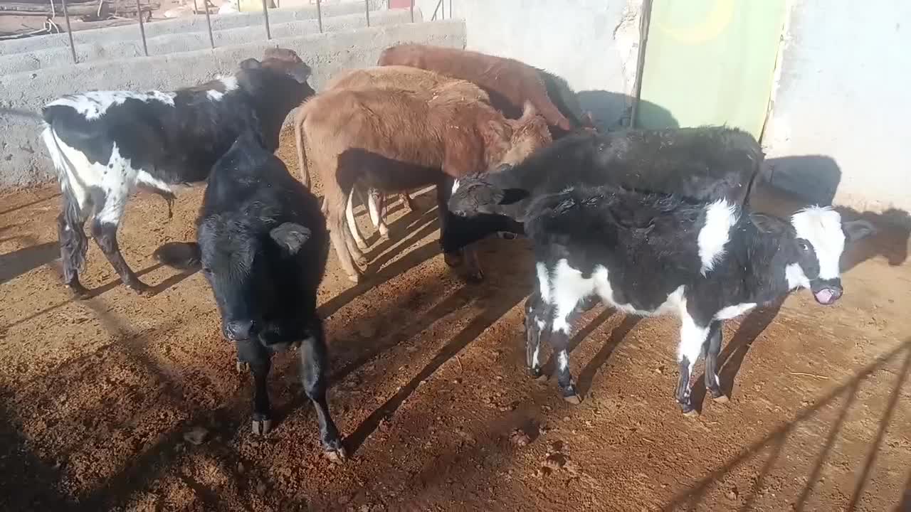 گوساله نر محلی|حیوانات مزرعه|کوهدشت, |دیوار