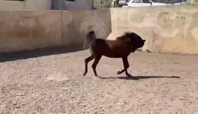 نریون دو سر عرب|اسب و تجهیزات اسب‌سواری|اراک, |دیوار