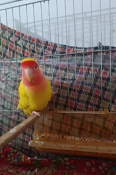 کوتوله برزیلی|پرنده|هوراند, |دیوار