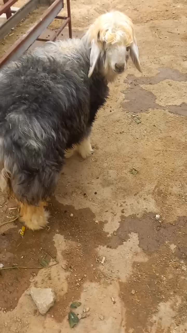 کوه ماده عتیقه|حیوانات مزرعه|اندیکا, |دیوار