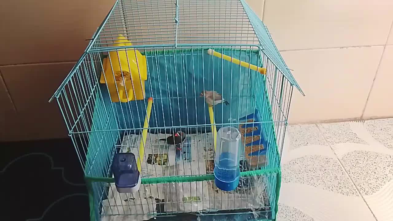 یه جفت فنچ با قفس|پرنده|خرمآباد, |دیوار