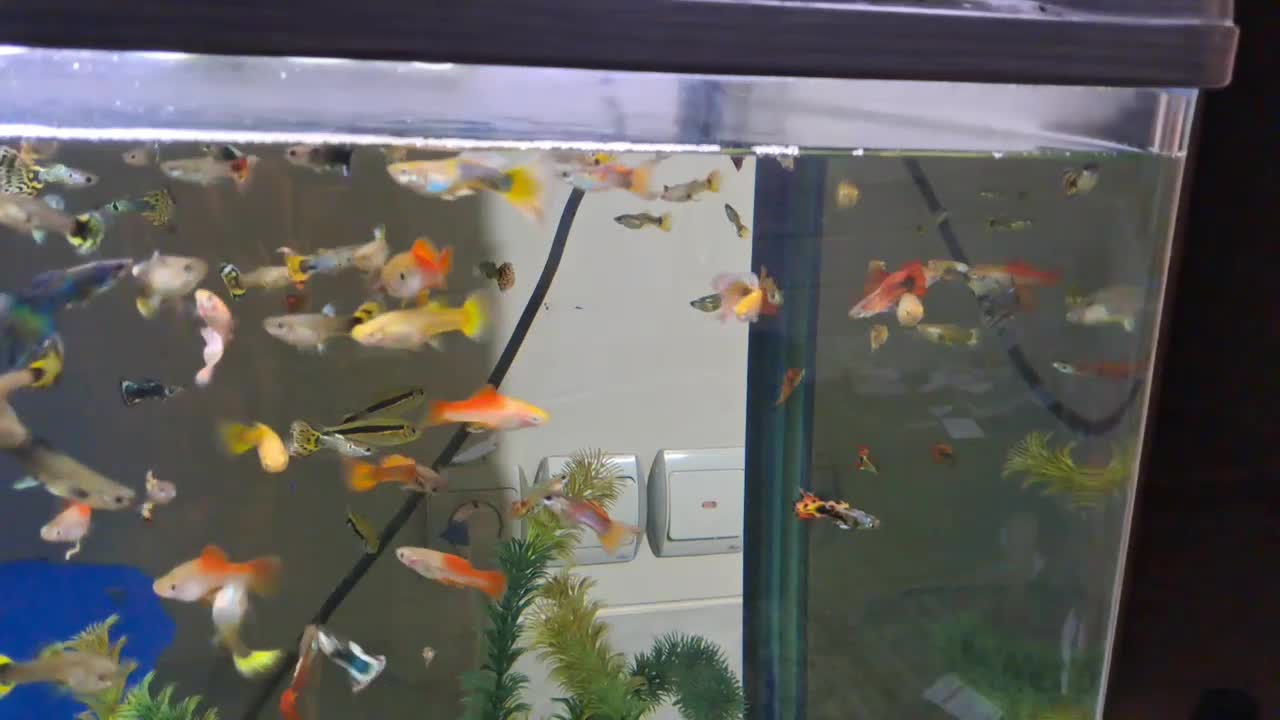 ماهی گوپی انواع نژاد|ماهی|نجفآباد, باغ ملی|دیوار