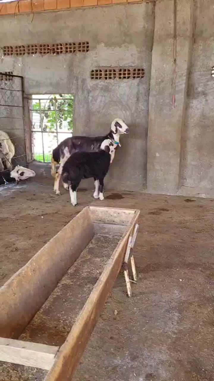 بره دار بروجردی عروسک|حیوانات مزرعه|آق قلا, |دیوار