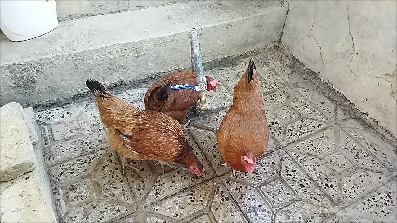 ۳مرغ تخم گذار جوان هیکلی و خروس جوان ومرغ دم تخم|حیوانات مزرعه|ایلام, |دیوار