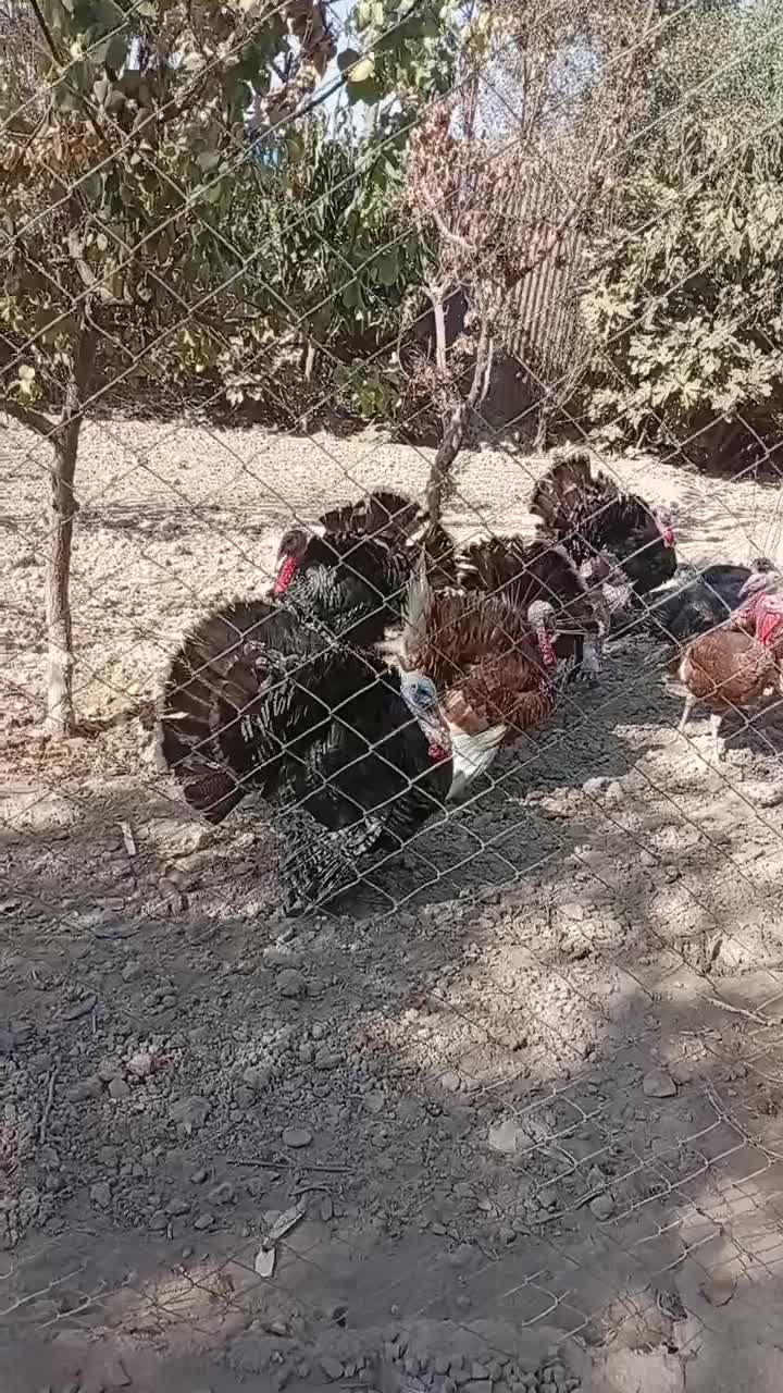 بوقلمون نر و قاز نر|حیوانات مزرعه|کهریزک, |دیوار