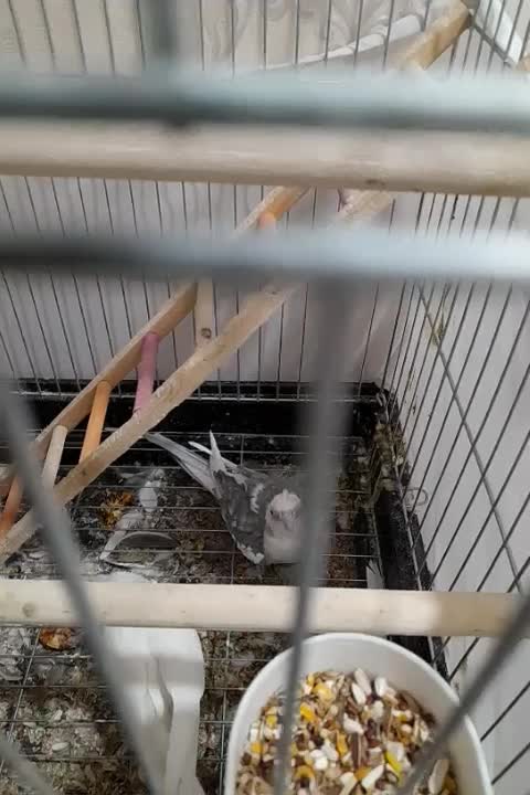 عروس هلندی البینو مولد|پرنده|نسیمشهر, |دیوار