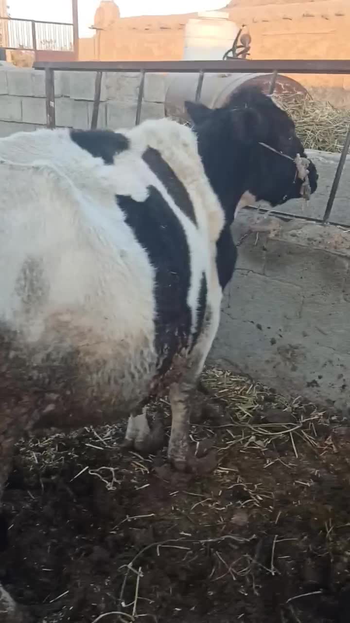 گاو ابستن|حیوانات مزرعه|جغتای, |دیوار