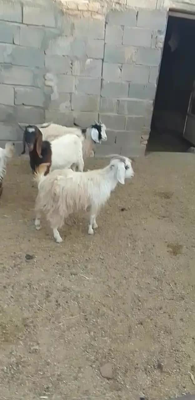۴راس بزغاله نر جمی گله گرد ودو بز بزغاله دار|حیوانات مزرعه|رضویه, |دیوار
