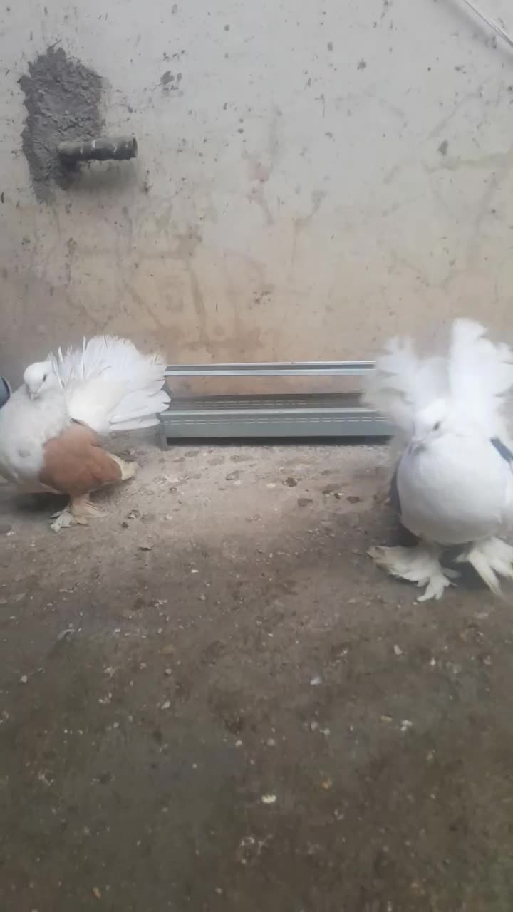 کبوتر دم چتری|پرنده|آمل, |دیوار