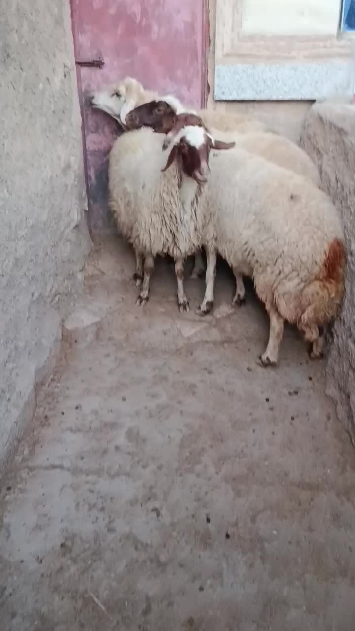 گوسفند|حیوانات مزرعه|گوآور, |دیوار