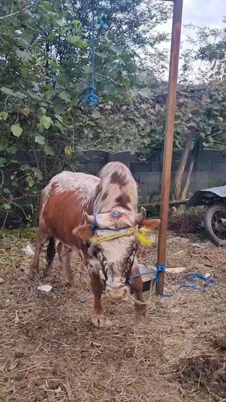 ورزا زری|حیوانات مزرعه|احمدسرگوراب, |دیوار