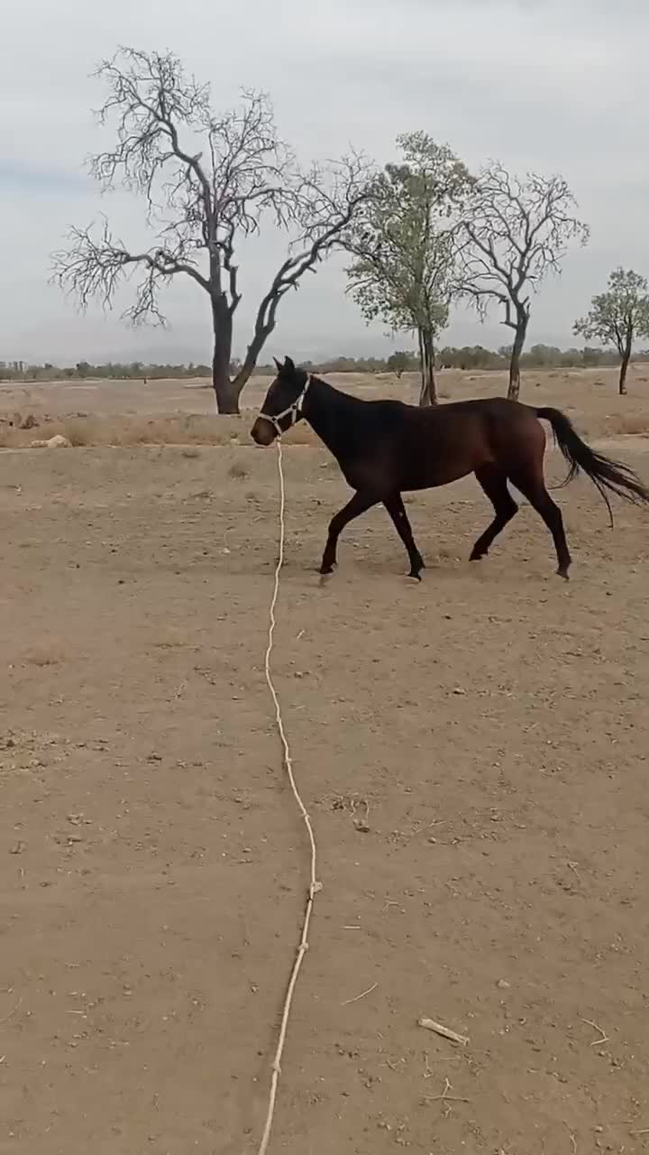 اسب مادیان|اسب و تجهیزات اسبسواری|محمدیه-قزوین, |دیوار