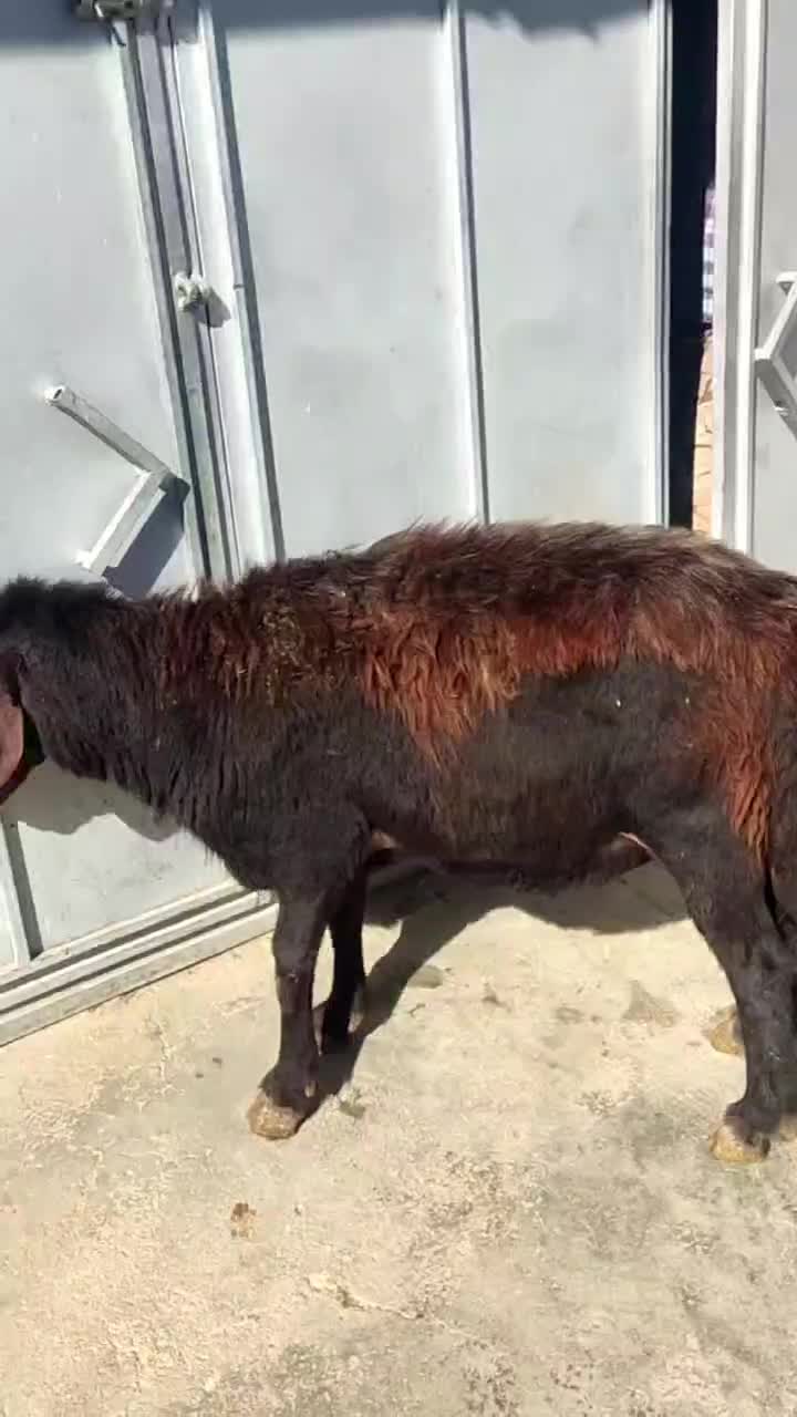 فروش قوچ|حیوانات مزرعه|چاراویماق, |دیوار