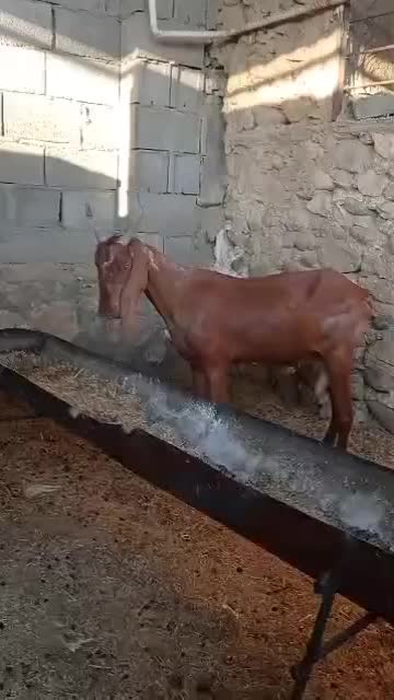 بز داشتی|حیوانات مزرعه|خورموج, |دیوار