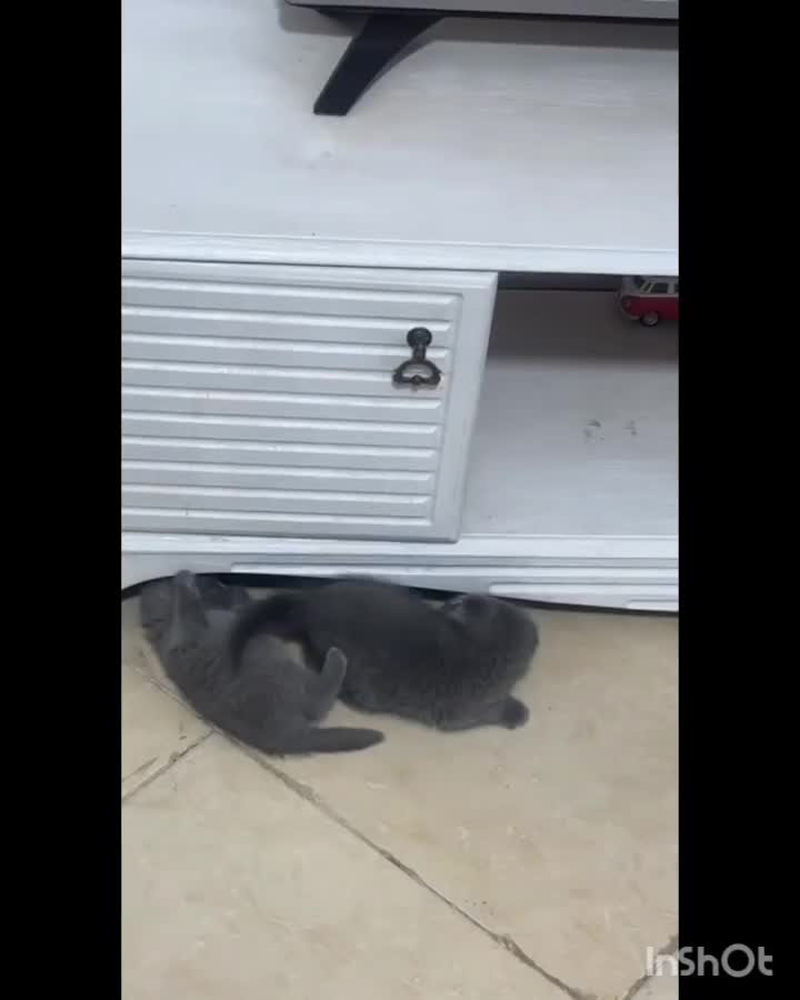 گربه اسکاتیش فولد و آنفولد|گربه|کرمان, |دیوار