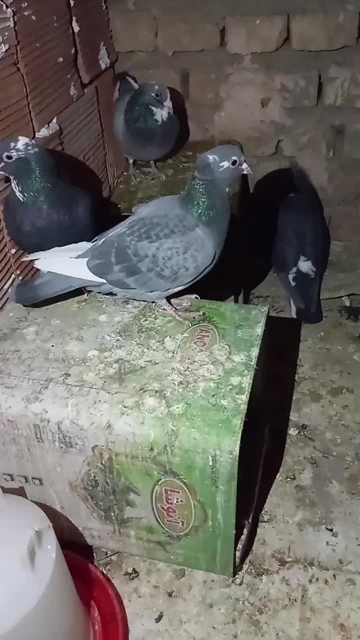 نرمایع پلنگ|پرنده|شیراز, حومه شیراز|دیوار