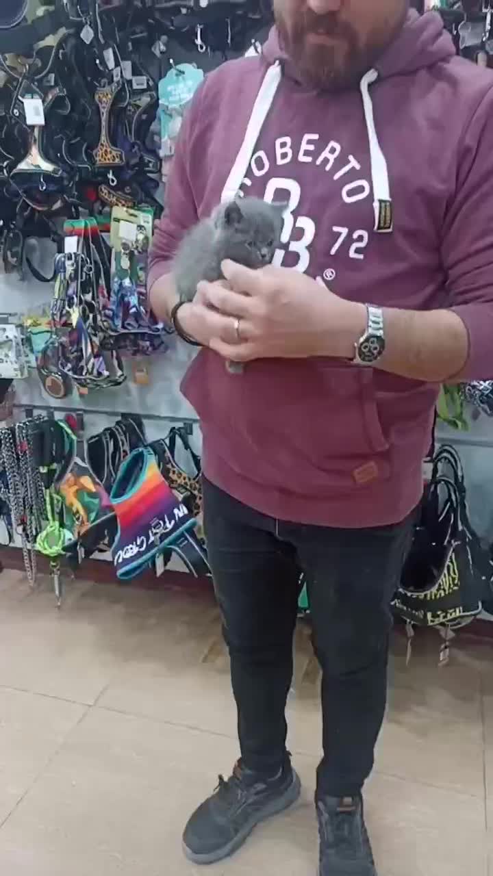 دخترو پسر اسکاتیش و بریتیش بلو|گربه|شیراز, معالیآباد|دیوار