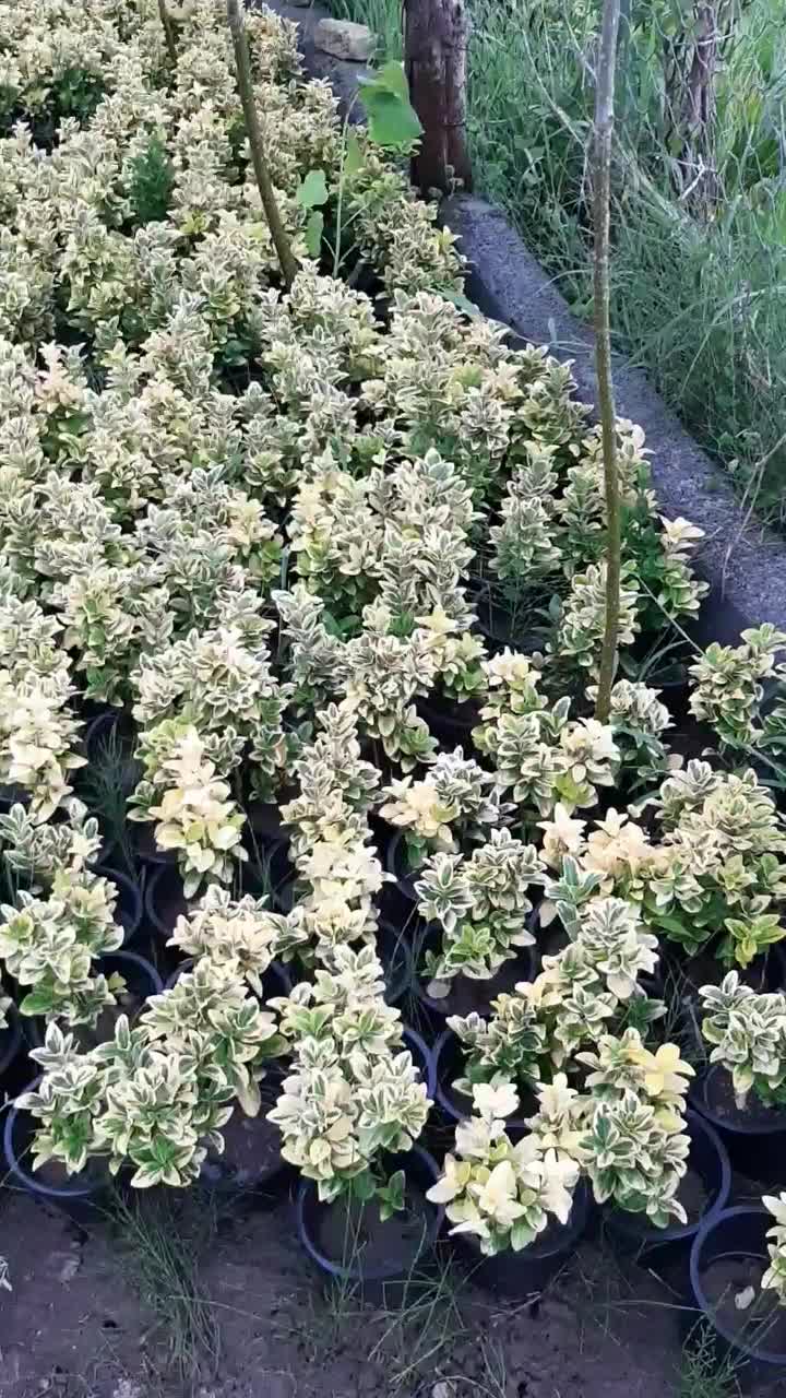 شمشاد طلایی لاوسون سیکاس گل کاغذی|خدمات باغبانی و درختکاری|آمل, |دیوار