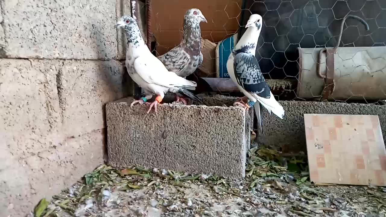 کبوتر پلاکی شب بازی|پرنده|شیراز, محمدیه|دیوار