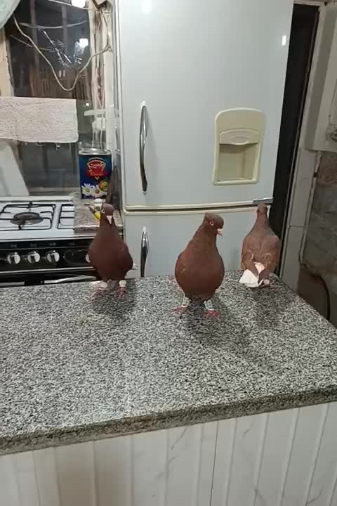 سه عدد سرخ دم سفید چهارده دم درشت مقبول|پرنده|مشهد, کوی سیدی|دیوار