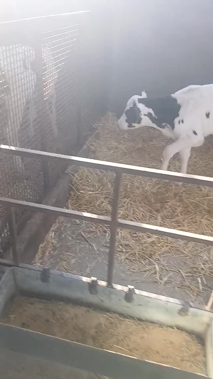 گوساله شیرخوار|حیوانات مزرعه|باقرشهر, |دیوار