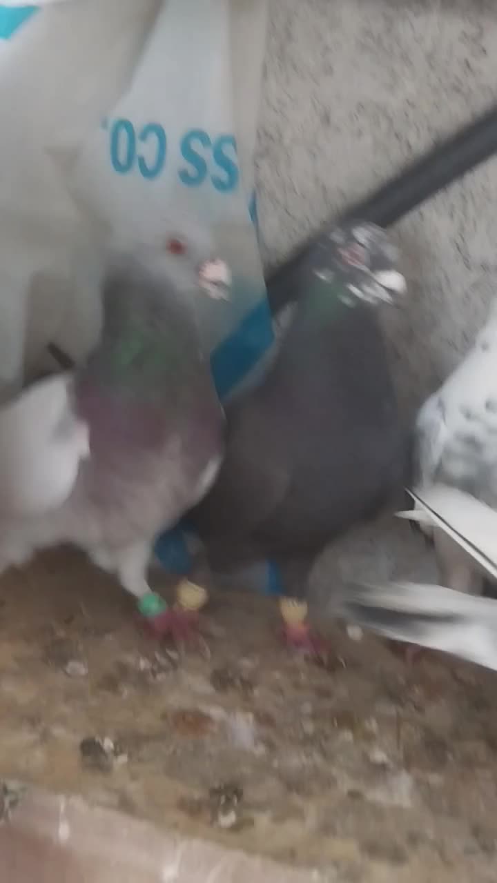 کبوتر|پرنده|مرودشت, ولایت|دیوار