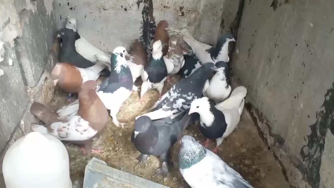 ۱۶تا کفتر معامله با ارزن یا گندم|پرنده|شیراز, گویم|دیوار