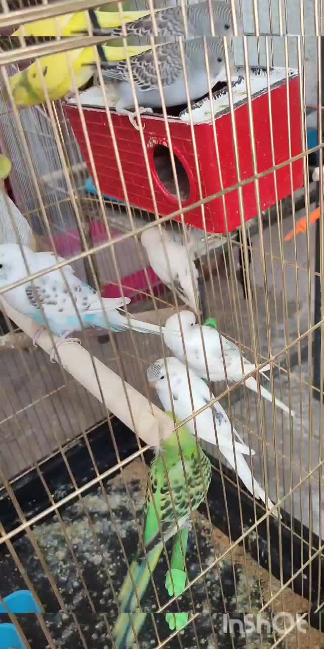 مغازه دان وپرنده فروشی ایوان|لوازم جانبی حیوانات|ایوان, |دیوار