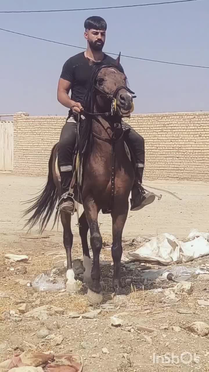 فرپش یک راس نریان اسب بسیار پرخون و کازکن|اسب و تجهیزات اسب‌سواری|تهران, آرارات|دیوار