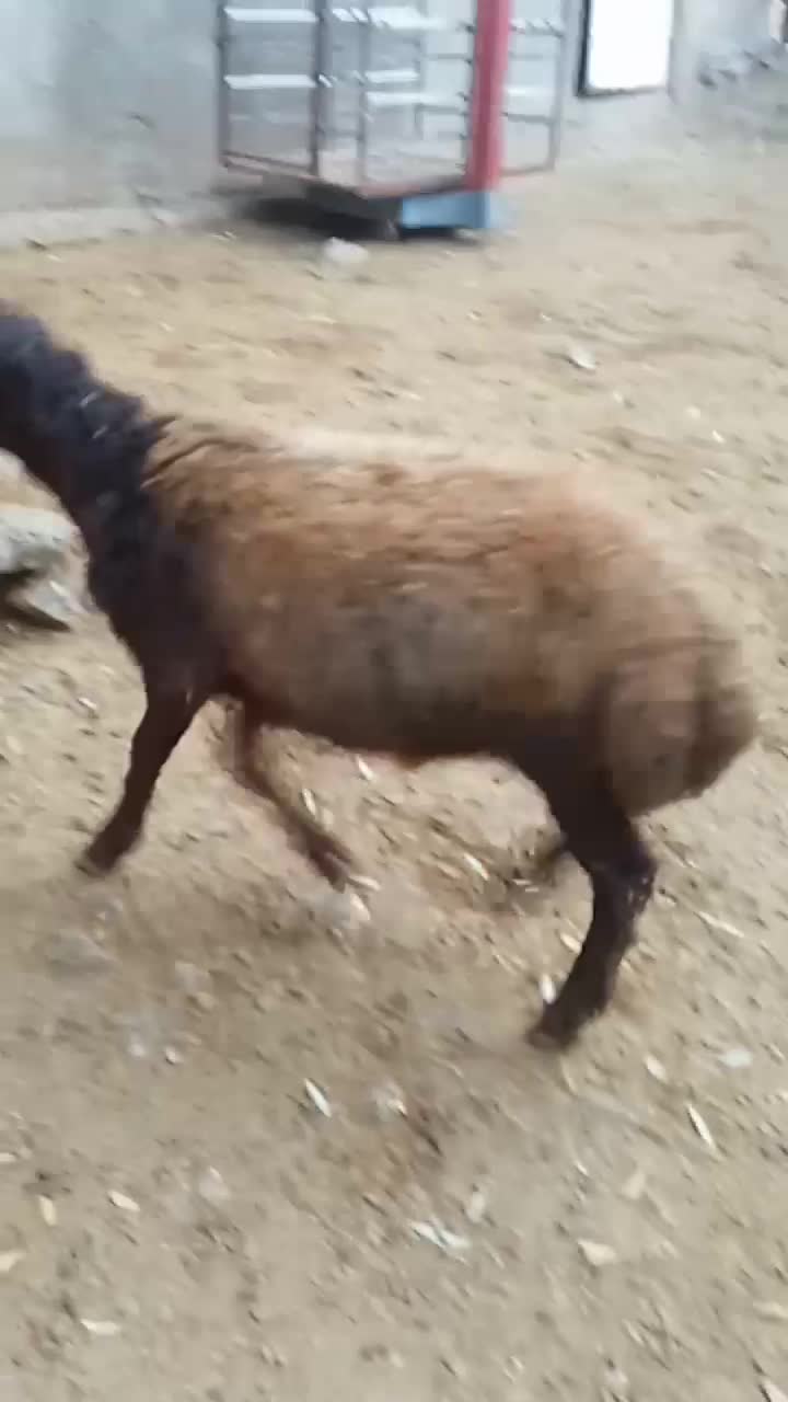 بره قوچ همو|حیوانات مزرعه|سروآباد, |دیوار