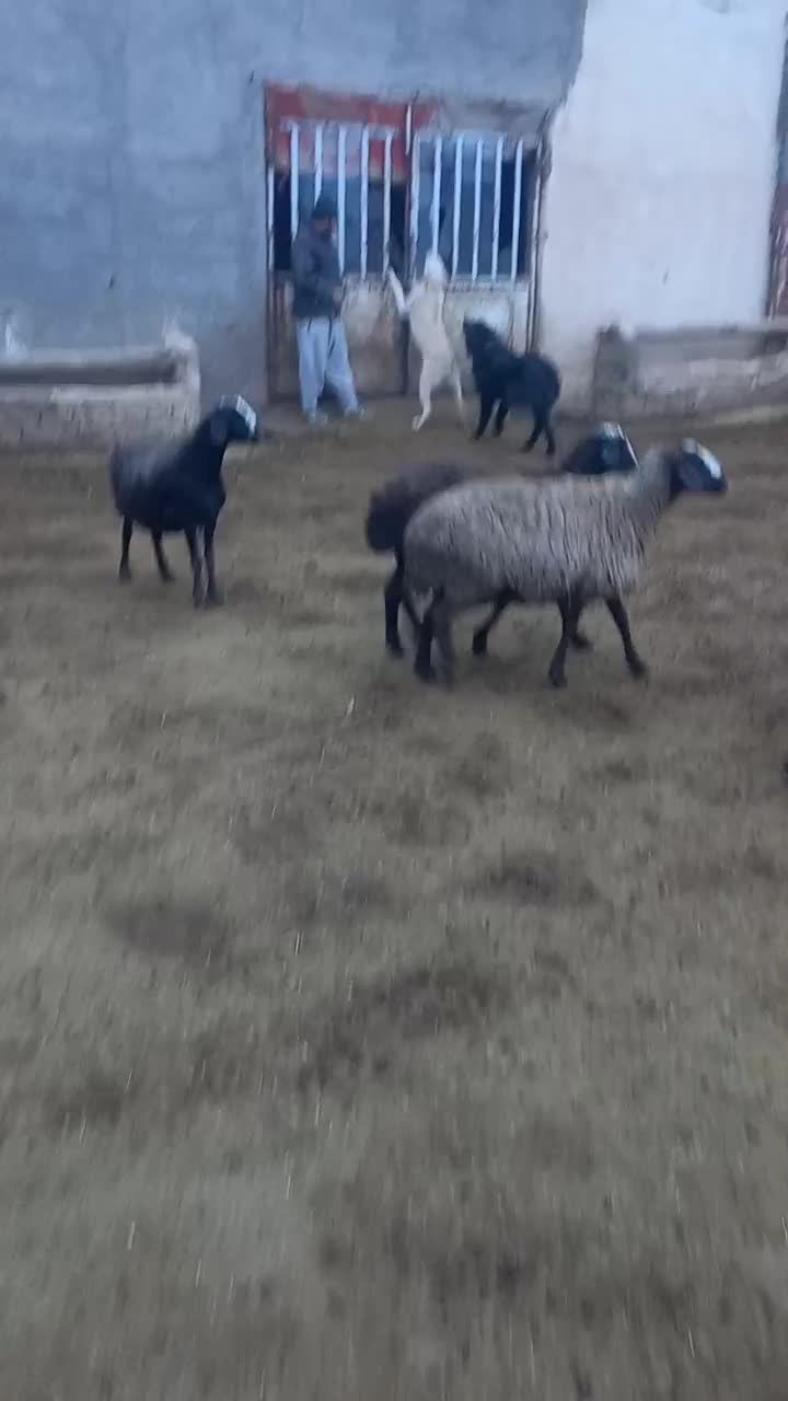 سگ قدیرجونی اصل|سگ|قزوین, |دیوار