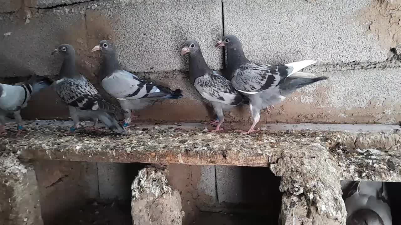 کبوتر|پرنده|کلاله, |دیوار