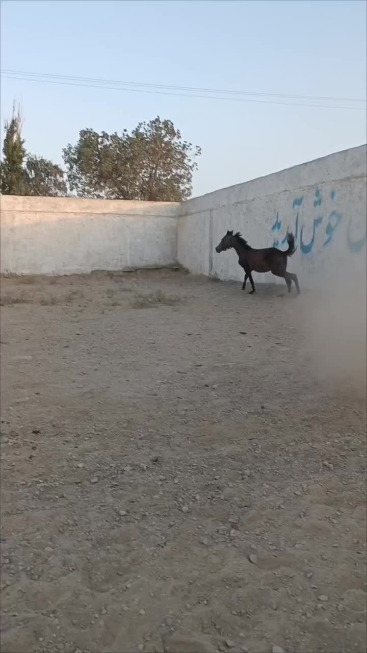 کره نریان دره شوری 23ماهه|اسب و تجهیزات اسب‌سواری|گلپایگان, |دیوار