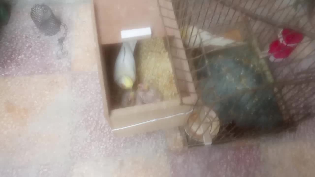 جفت طوطی عروس|پرنده|بهبهان, |دیوار