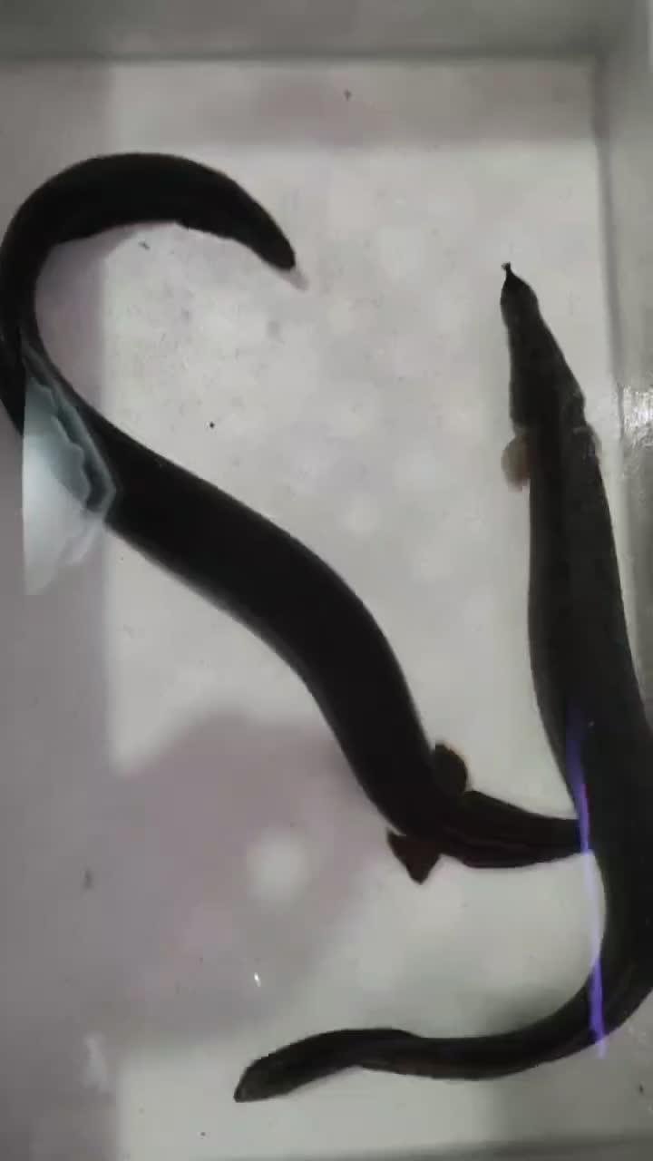 ماهی‌ ایل تایگر ویجا گار|ماهی|سنندج, |دیوار