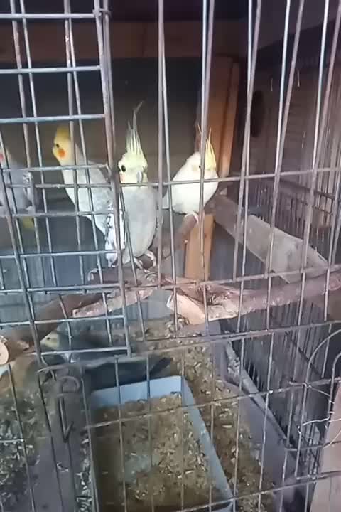 تعداد جفت عروس|پرنده|قشم, |دیوار