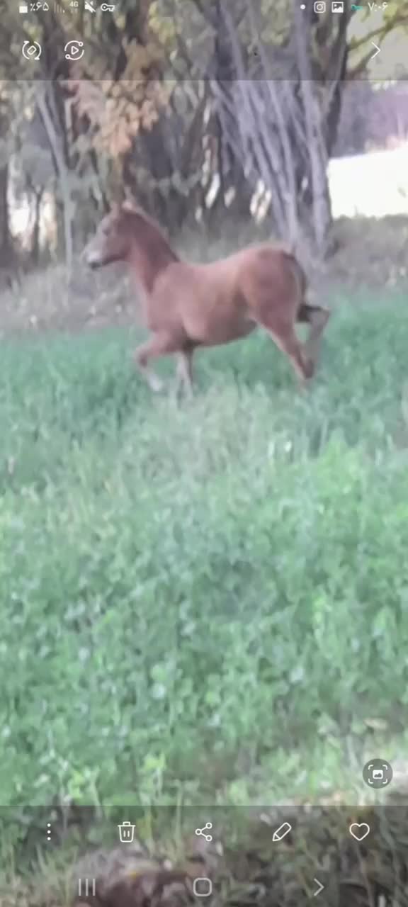 اسب|اسب و تجهیزات اسب‌سواری|چاراویماق, |دیوار