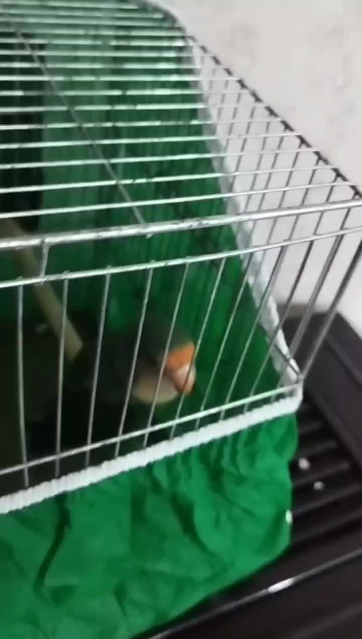 طوطی برزیلی سالم و سر حال و بالغ|پرنده|رشت, یخسازی|دیوار