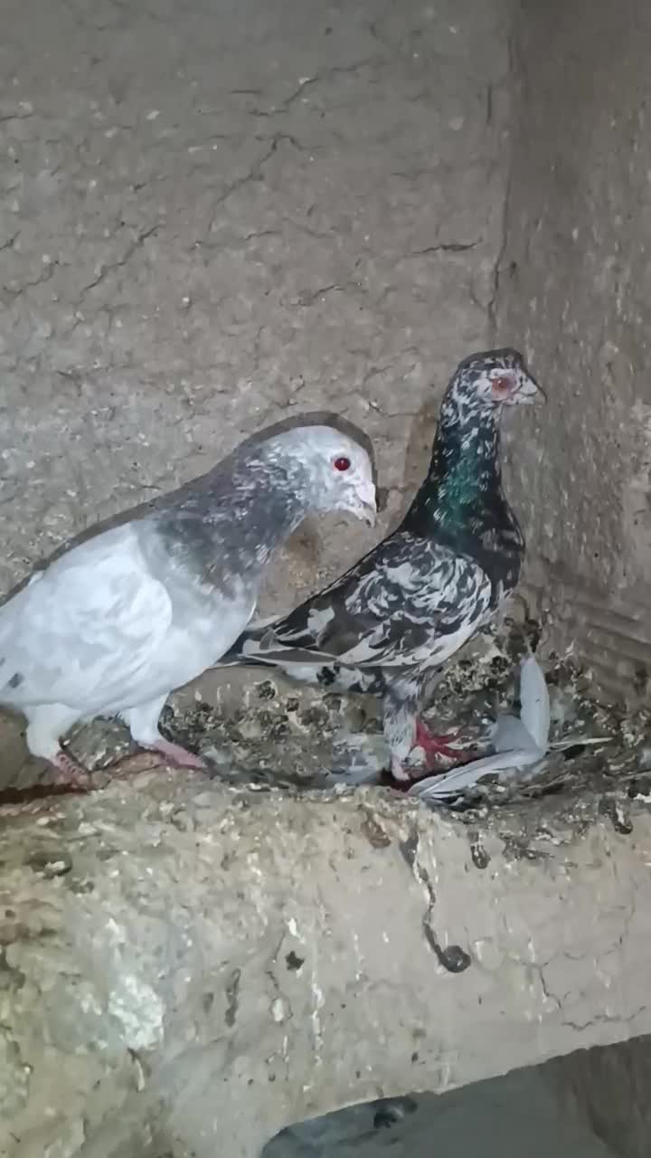 کفتر|پرنده|جغتای, |دیوار