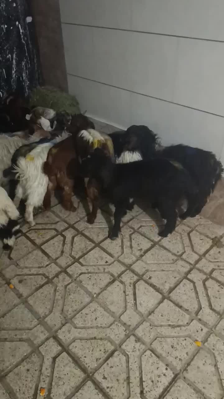 بزغاله|حیوانات مزرعه|مشهد, پنجتن|دیوار