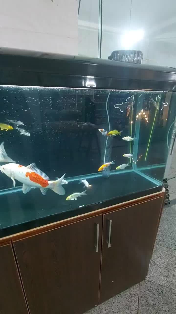 اکواریوم شرکتی بزرگ شیشه خم|ماهی|مشکیندشت, |دیوار