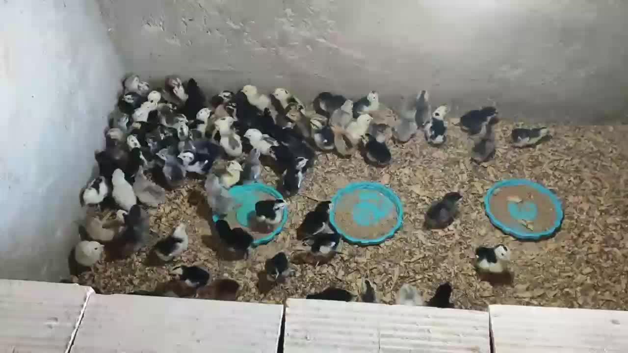 جوجه گلین لری اصل|حیوانات مزرعه|تهران, بازار|دیوار