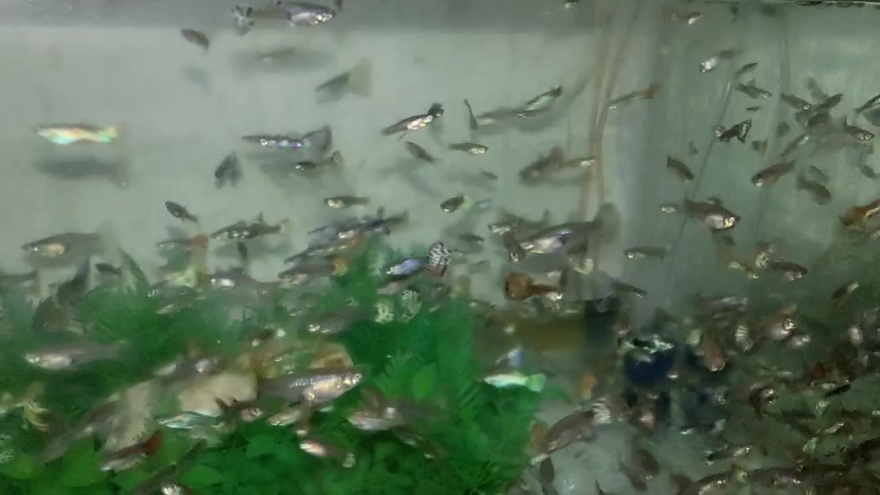 فروش ماهی گوپی به قیمت عمده|ماهی|شیراز, شریفآباد|دیوار