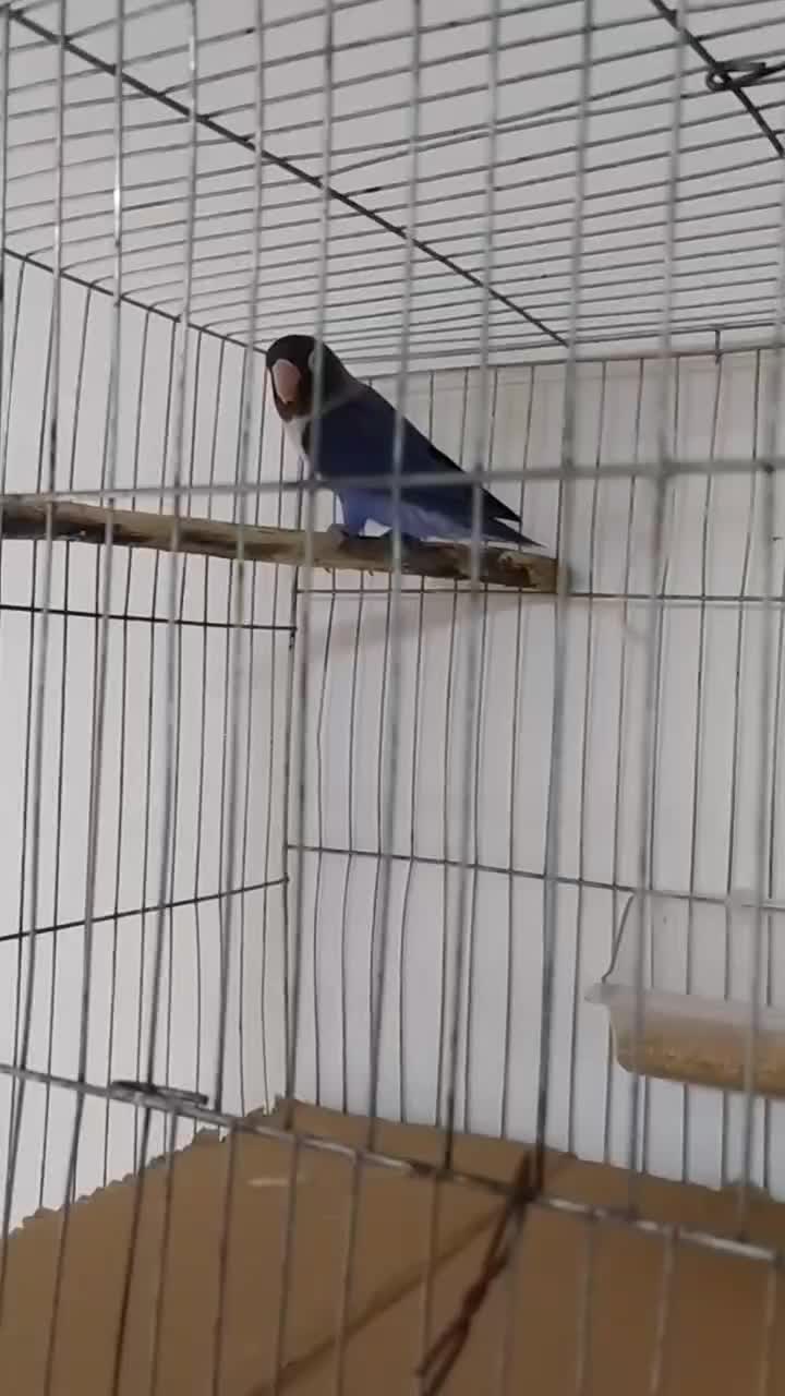 یک عدد طوطی برزیلی|پرنده|رامسر, |دیوار