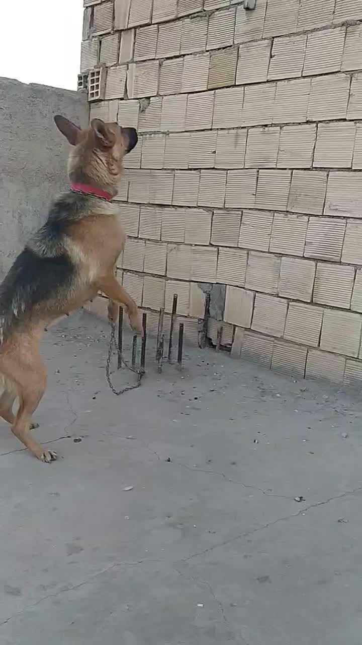 سگ ژرمن ورک ماده شش ماهه|سگ|مبارکه, |دیوار