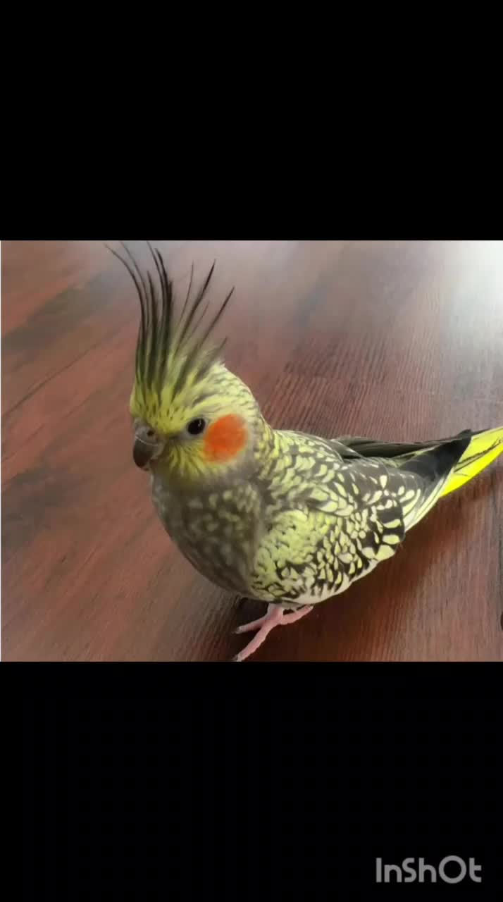 عروس هلندی گم شده|حیوانات|همدان, |دیوار