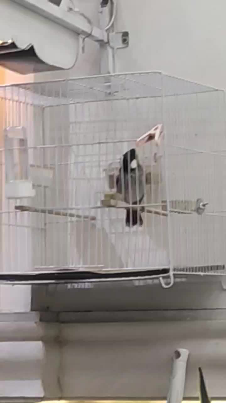 سهره|پرنده|مشهد, جاهد شهر|دیوار