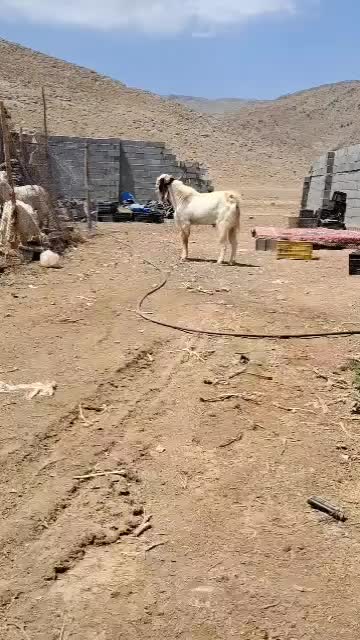 پازن|حیوانات مزرعه|حسن آباد, |دیوار